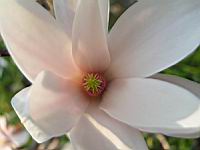 Magnolia Soulangeana (fam Magnoliacees) (Photo F. Mrugala) (7)